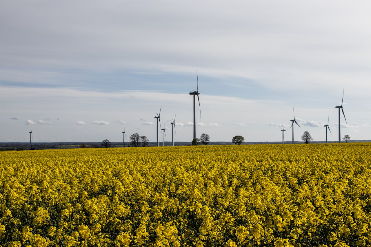 A scenic view of wind turbines in a yellow rapeseed field under a bright sky, symbolizing clean energy.