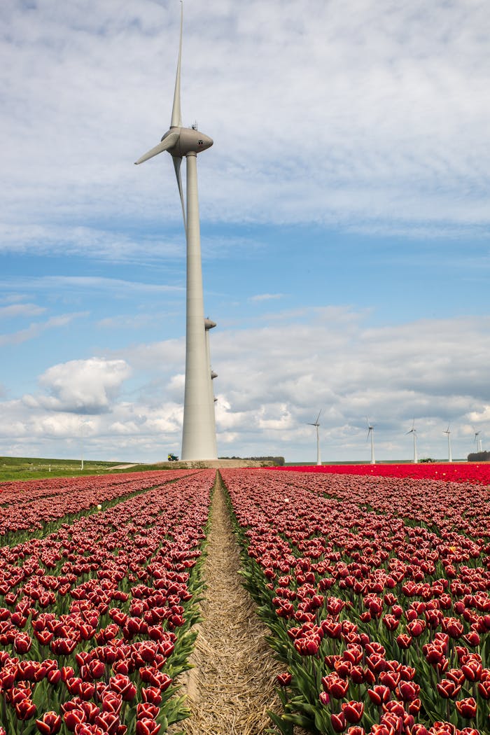 Vibrant red tulip field with towering wind turbines set against a bright blue sky, showcasing renewable energy in rural landscape.
